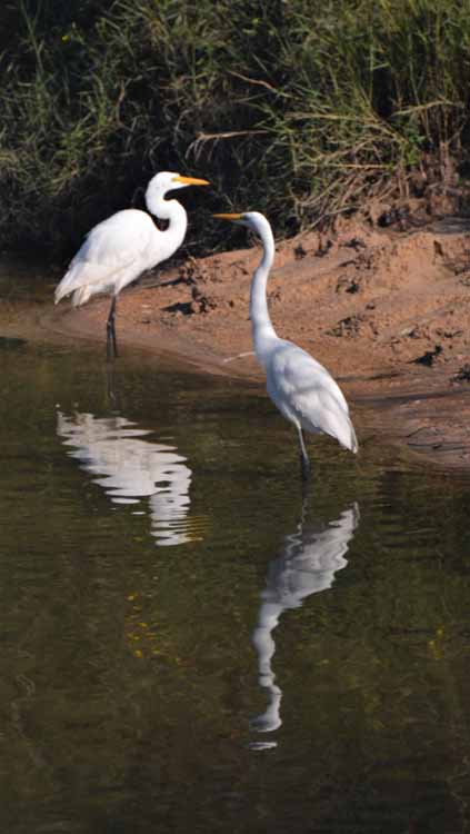 egrets reflected in water